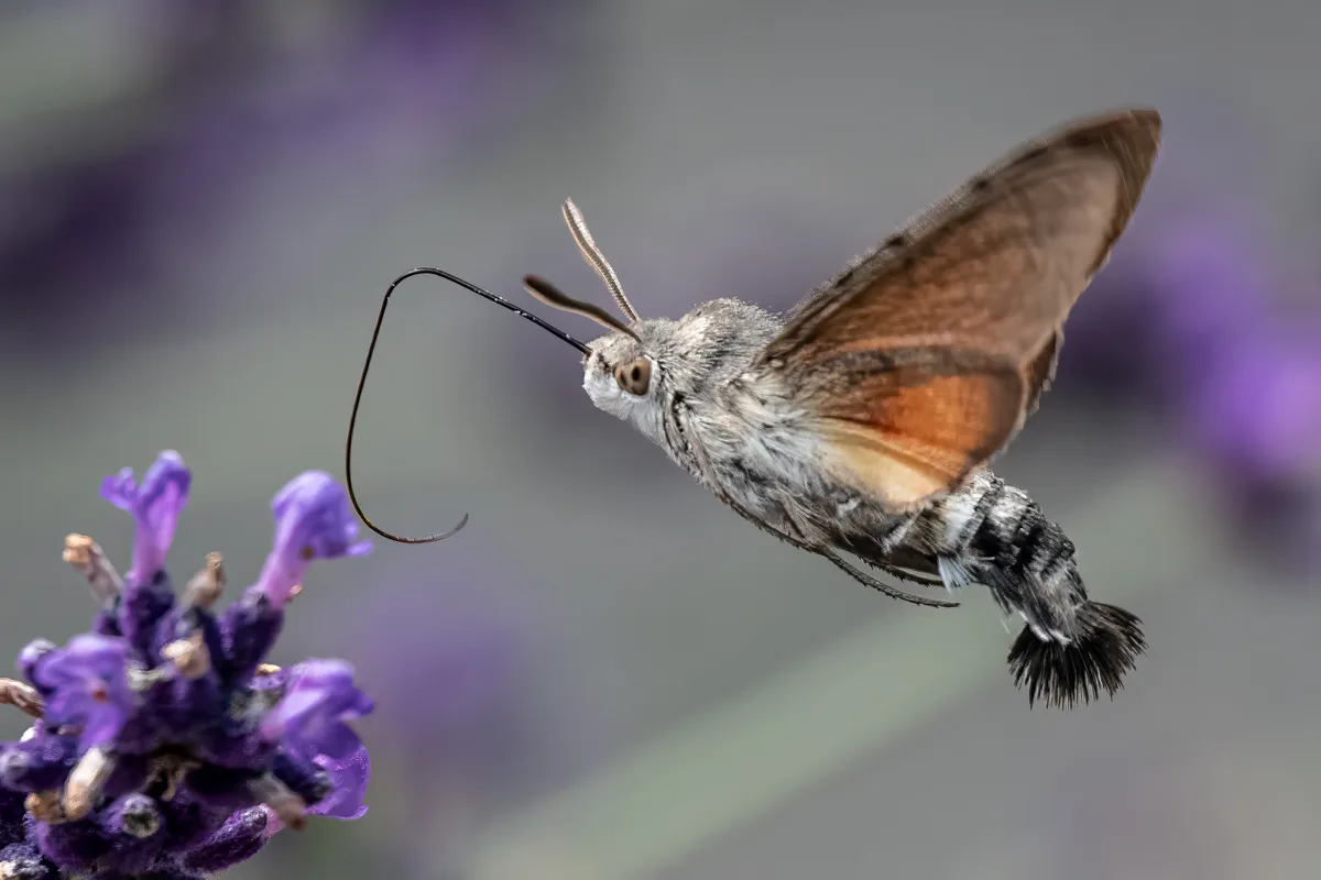Ein Taubenschwänzchen geniesst den süssen Nektar, fotografiert in Saland